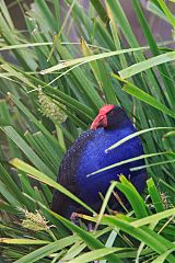 Australasian Swamphen